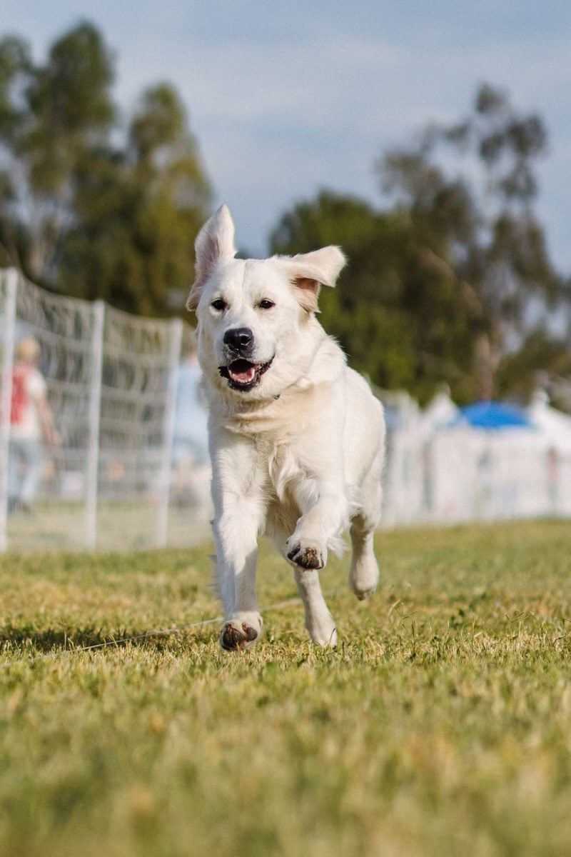 Dog Sports photos