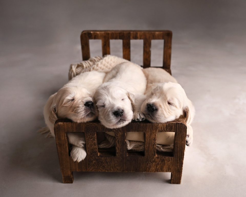 Young Puppies photos